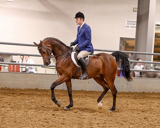 Iowa Arabian Spring Show & Gold Star Futurity