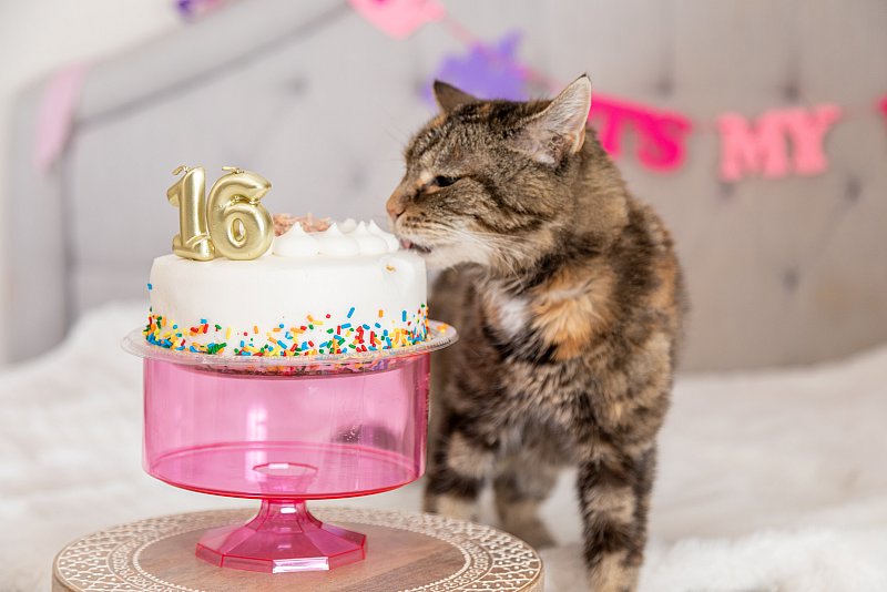 16 year old kitty eating birthday cake